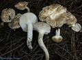 Hygrophorus agathosmus